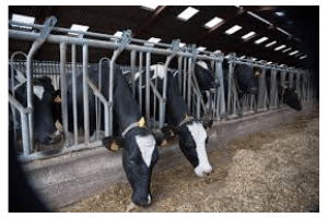  La ferme des 100 000 vaches, l’usine des 150 000 autos et nous