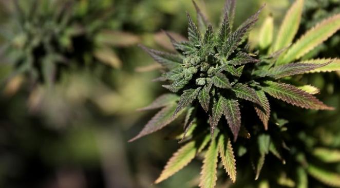 Les marchés financiers américains et européens marchent-ils au cannabis ?
